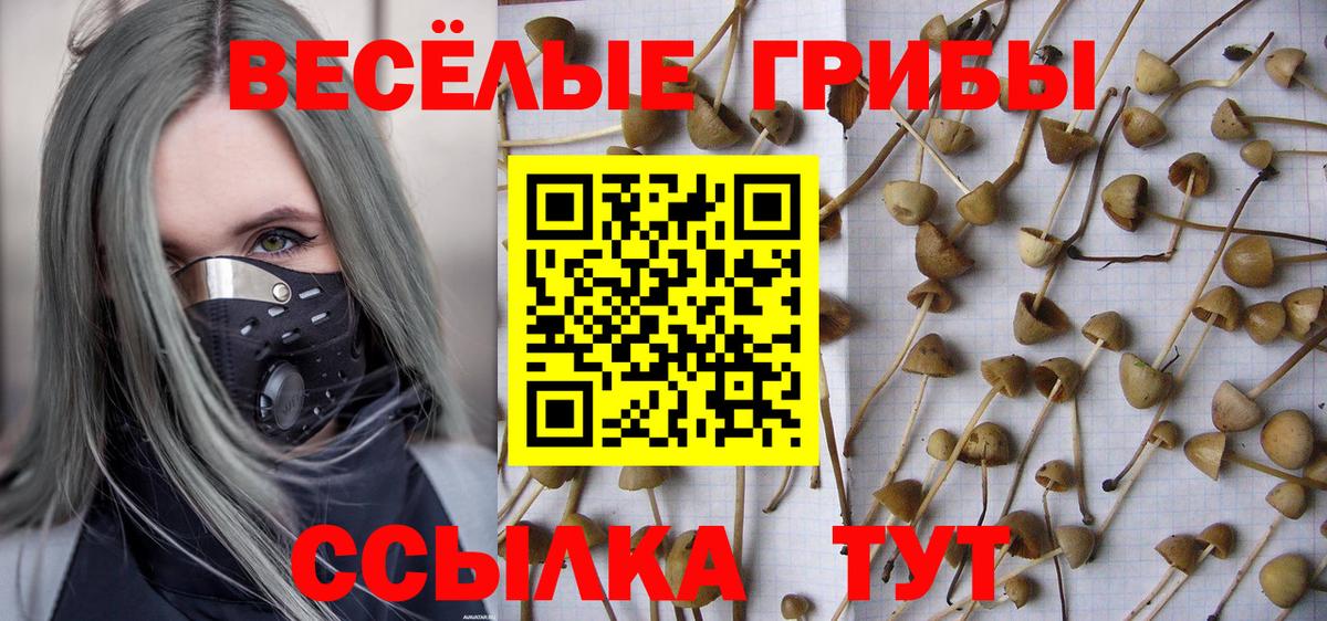 Галлюциногенные грибы Psilocybe Шали